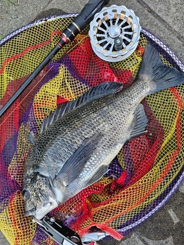 クロダイの釣果