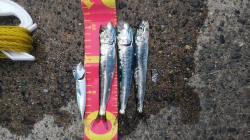 マイワシの釣果