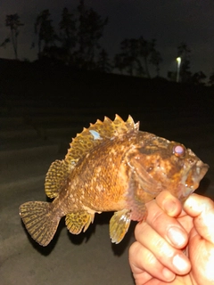 ムラソイの釣果