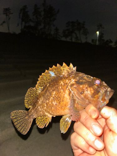 ムラソイの釣果