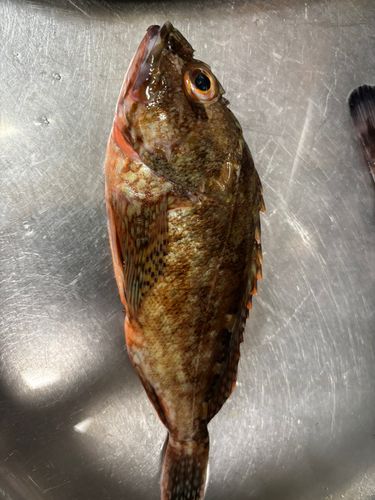 カサゴの釣果