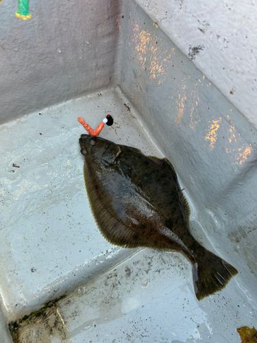クロガシラガレイの釣果