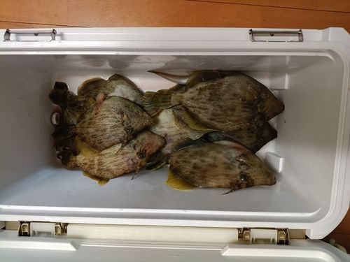 カワハギの釣果