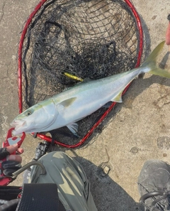 イナダの釣果
