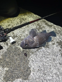 マゾイの釣果