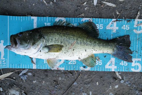 ブラックバスの釣果