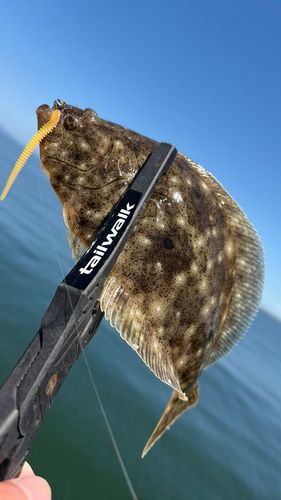 ヒラメの釣果