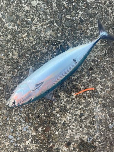 ヒラソウダの釣果