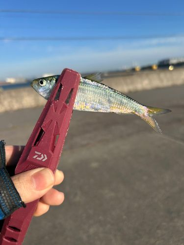 サッパの釣果
