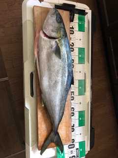 ヒラマサの釣果