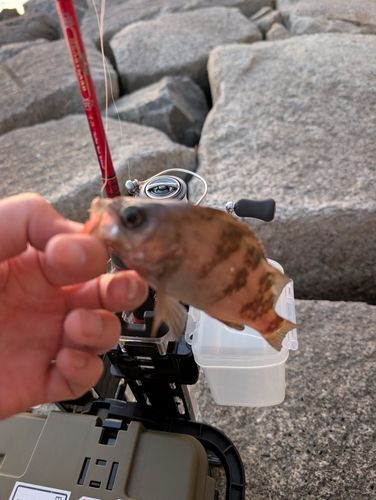 メバルの釣果