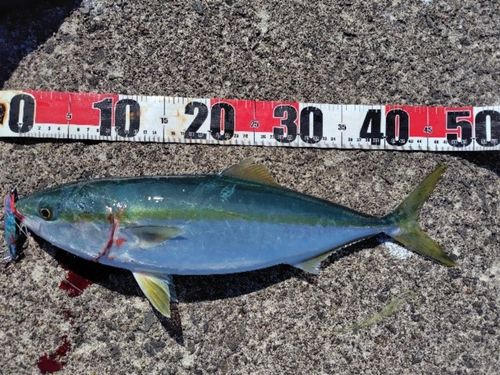 イナダの釣果