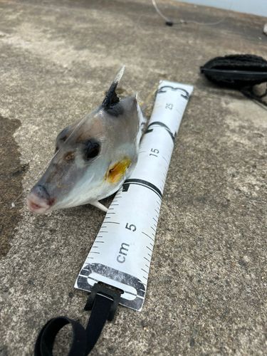 ギマの釣果