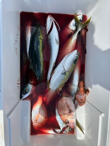 イナダの釣果
