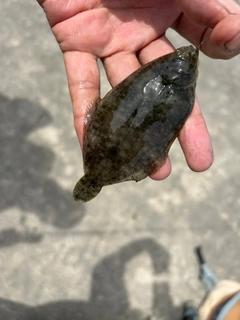 カレイの釣果