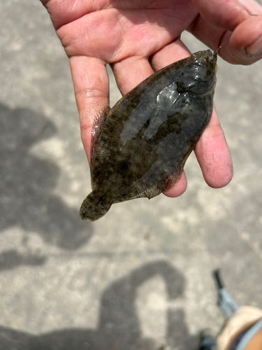 カレイの釣果