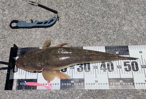 マゴチの釣果