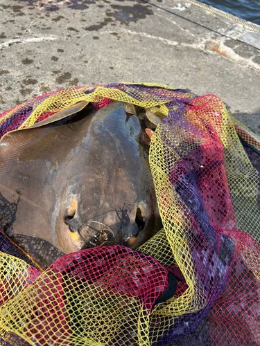 アカエイの釣果