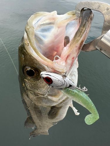 スズキの釣果