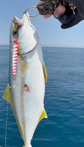 ヒラスの釣果