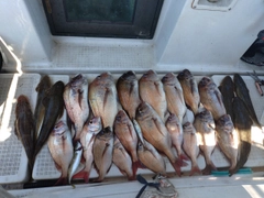 マダイの釣果