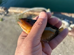 アイナメの釣果
