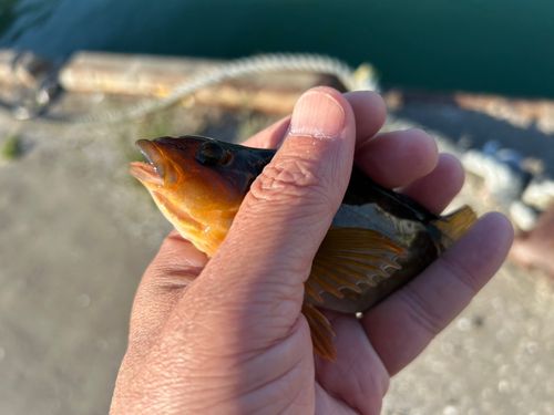 アイナメの釣果