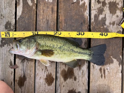 白石つり掘金魚園で釣れたブラックバスの釣り・釣果情報