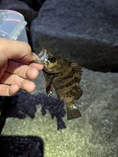メバルの釣果