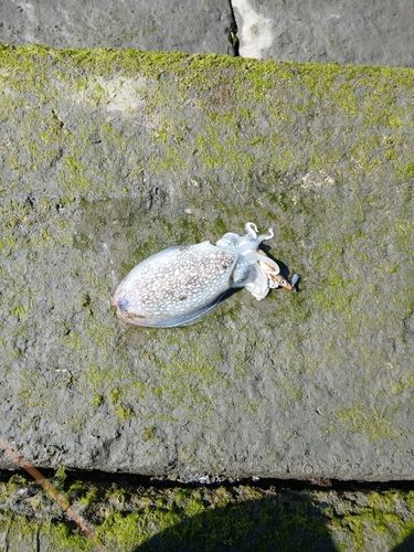 シリヤケイカの釣果