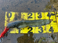 ナマズの釣果