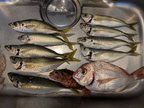 アジの釣果