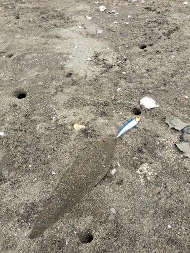 シタビラメの釣果