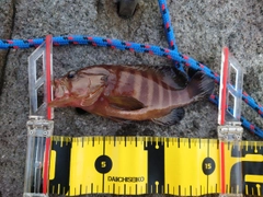ヤミハタの釣果