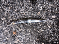 タチウオの釣果