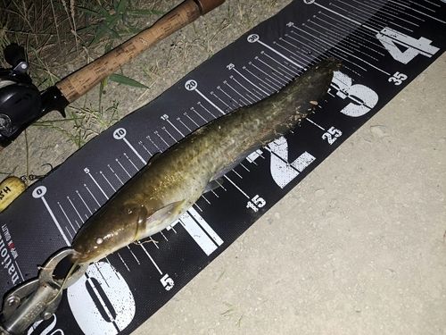 ナマズの釣果