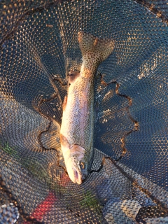 ニジマスの釣果