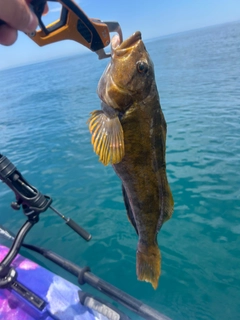 アイナメの釣果