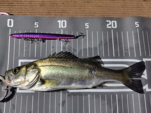 シーバスの釣果