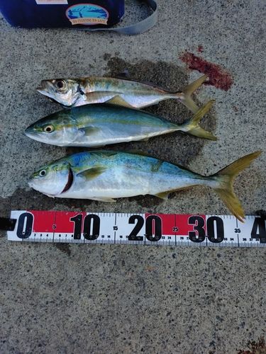 イナダの釣果