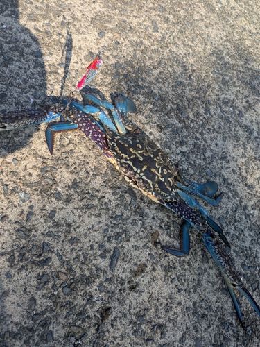 キビレの釣果