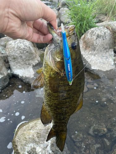 スモールマウスバスの釣果