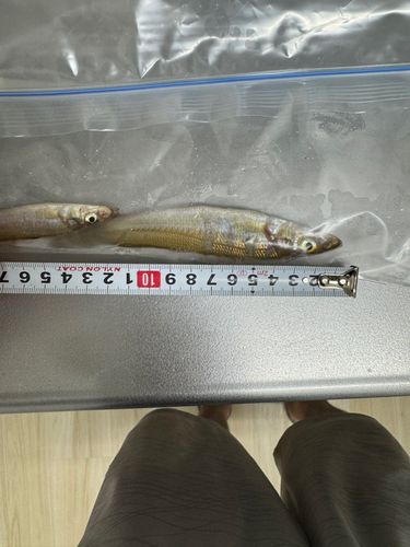 キスの釣果