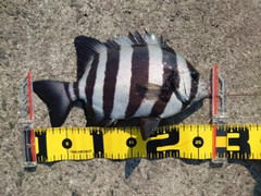 イシダイの釣果