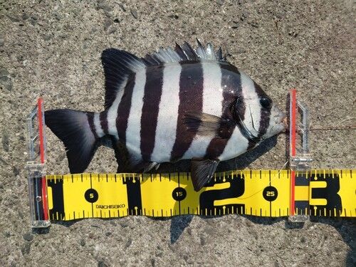 イシダイの釣果