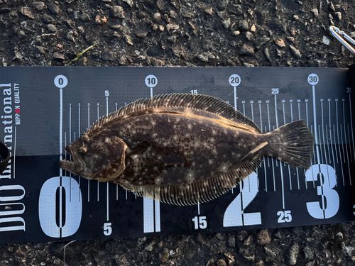 ソゲの釣果