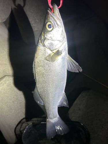 ヒラスズキの釣果