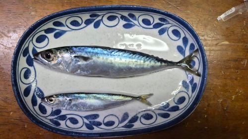 サバの釣果
