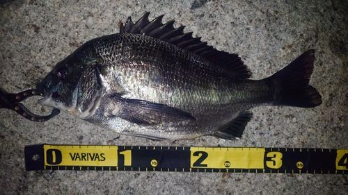 クロダイの釣果