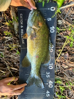 スモールマウスバスの釣果